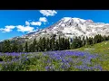 Mt Rainier Day Trip from Seattle Washington