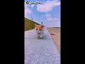 goyang kucing||cat cute #shorts #kucing #cute #cutecat #tiktok #goyang #dj