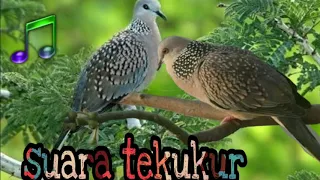 Download Suara tekukur super jernih cocok buat mikat/nyanggong MP3