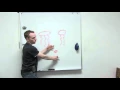 Lipids Phospholipids Triglycerides and Steroids Part 2