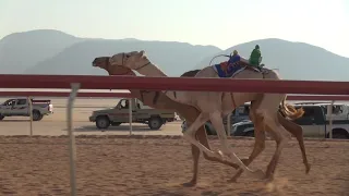 قعدان جذاع 30 8 2019 التاريخ عبدالله عودة 