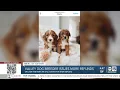 Valley Goldendoodle breeder issues more refunds
