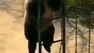 تمارين الصباح مع الدب اصل انا تعبان بجد 