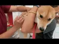 Shiba Doge Gets Shots at the Vet