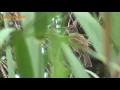 Download Lagu Burung Kerak basi di alam liar,papuan birding Wild life Videography
