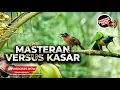 Download Lagu 🔴Cucak Cungkok Super Gacor Isian Kunti Breen Katem vs Tepus Kepala Abu Abu Gacor Kasar Tajam