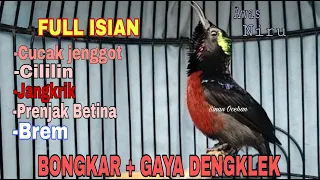 konin isian roll tembak bongkar mewah isian cucak jenggot prenjak betina jangkrik brem