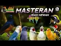 Download Lagu BURUNG MASTERAN TERBAIK 2025 - KAPAS TEMBAK - CUCAK CUNGKOK - CUCAK JENGGOT