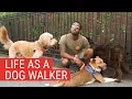 Making It in NYC as a Dog Walker My Everyday Hustle Chasing the Dream PBS