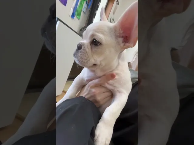 動画