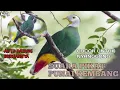 Download Lagu 🔴 SUARA PIKAT PUNAI KEMBANG PALING AMPUH 💯 COCOK UNTUK NYANGGONG ‼️#suarapikat #punaidaun #fyp