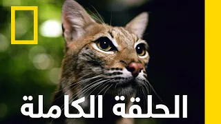 مخلوقات المستنقع الموت قبل بزوغ الفجر ناشونال جيوغرافيك أبوظبي 