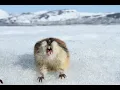 Is thai the most annoying game on earth Capybara quest on coolmathgames com
