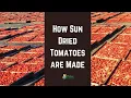 How Sun Dried Tomatoes are Made in California