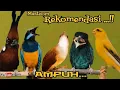 Download Lagu MASTERAN REKOMENDASI  PALING AMPUH || cililin - kenari - cungkok - jenggot - tengkek buto