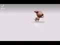 chihuahua pooping lol