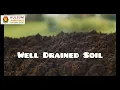 Sonchafa - How to grow and maintain Sonchafa plant to get regular flowers
