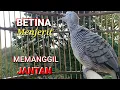 Download Lagu Perkutut Betina memanggil JANTAN - The female turtle dove calls the MALE