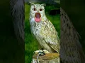 Download Lagu owl sounds 🦉🦉🦉