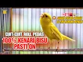 Download Lagu PANCINGAN Kenari GACOR PANJANG Cuit CUIT EMOSI AMPUH buat MASTERAN Kenari PAUD cepat BUNYI - IDN030