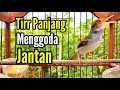 Download Lagu PRENJAK BETINA ‼️ Masteran PRENJAK BETINA Ngetir Panjang Istimewa Suara Jernih Menggoda JANTAN ‼️