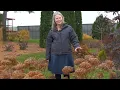 3 Reasons to Prune Your Smooth Hydrangea in Fall