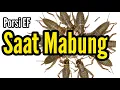 Porsi EF saat mabung | Full krodong | Ngurak | Ganti bulu | Bengkel Murai Batu