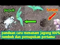 Download Lagu RAHASIA MENANAM JAGUNG DAN PEMUPUKAN PERTAMA AGAR TUMBUH SEMUA || part 1