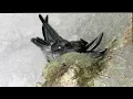 Download Lagu Burung walet sarang nyamuk (Aerodramus salangana) remaja - Gua Angin Bau Sarawak #satwa liar #burung