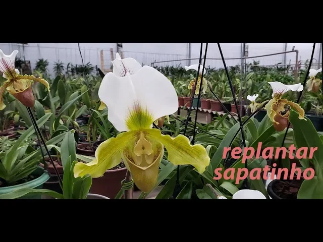 COMO REPLANTAR ORQUÍDEA SAPATINHO (PAPHIOPEDILUM) TERESINHA KUNZ