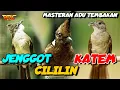 MASTERAN CILILIN - KAPAS TEMBAK - CUCAK JENGGOT