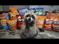 Download Lagu Wasbeer probeert de populairste chips om te zien welke de beste is