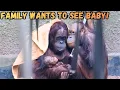 Lagu Brother and Sister Want To Meet New Baby Orangutan