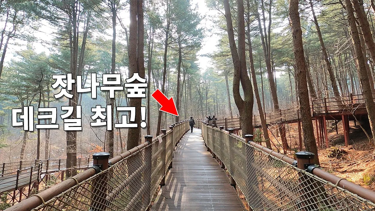 🌳우리나라 최대의 잣나무숲 데크길 꼭 걸어보세요! 👍새로 생긴 잣나무숲 데크길 누구나 걷기 좋아요 🤞서울 근교 여행지로 최고예요! サムネイル