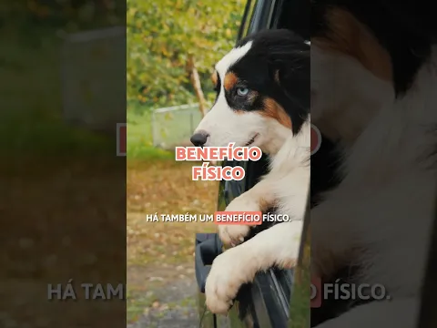 Por que os cachorros colocam a cabeça para fora da janela do carro? 🐕🚗 #curto