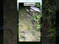 Download Lagu menangkap ikan malam hari,  mudah#shortvideo #@Bryanwibowo23 #berburuikanmalamhari #ikan