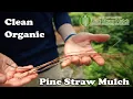 Longleaf Pine Straw The Organic Mulch That Outperforms Wood Chips