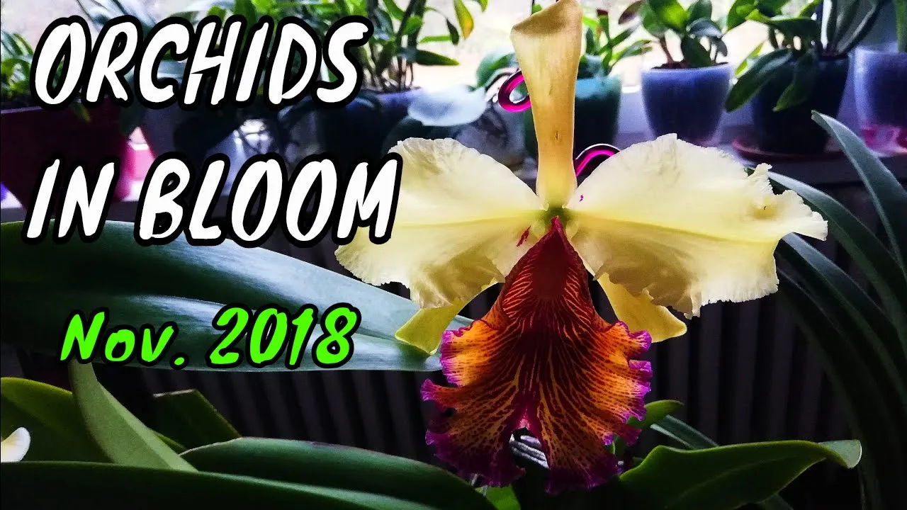 ORCHIDS IN BLOOM IN NOVEMBER 2018