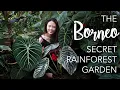 Download Lagu Borneo SECRET RAINFOREST Private Garden + 8 Creative Tropical Garden Design Tips!