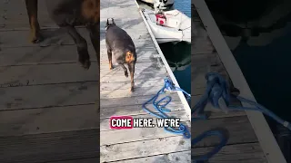 !! #fyp #dream #youtube #pets #doberman