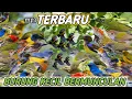 suara pikat burung kecil terbaru ini yg paling tepat untuk menipu burung lain
