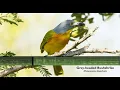 Download Lagu Grey headed Bushshrike