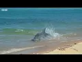 Incredible Dolphin Moments | BBC Earth