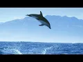 Download Lagu Incredible Dolphin Moments | BBC Earth