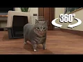 Download Lagu OIIAOIIA Cat in 360/VR