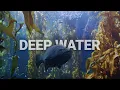 Download Lagu Deeply Restful Kelp Forest | Underwater sounds and beautiful visuals | fish and sharks!