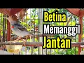 Download Lagu PRENJAK BETINA | PANCINGAN PRENJAK BETINA Gacor memanggil Jantan cocok juga buat Masteran |