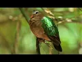 🎼 Relaxing Piano Melodies with Birds Singing - Perfect for Meditation and Restful Sleep 🌸🌿🕊️