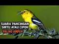Download Lagu Suara Burung SIRTU CIPOH || Rekomendasi Buat Pancingan Atau Pikatan