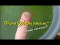 Lagu Budidaya Wolffia, Azolla dan Lemma dengan Pupuk Gratis